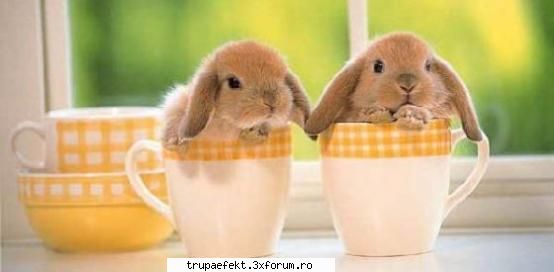 poze toata hristos fericit pupa fata....