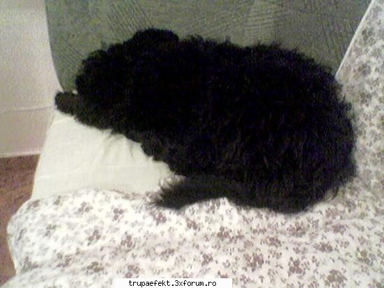 stie cineva caponee din onesti? liniste aici