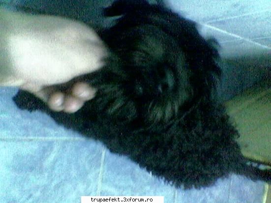 stie cineva caponee din onesti? mai postari ajung gunoier