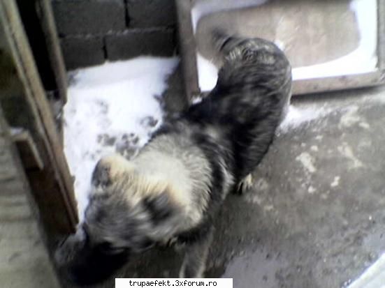 stie cineva caponee din onesti? meu lady