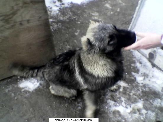 stie cineva caponee din onesti? tot