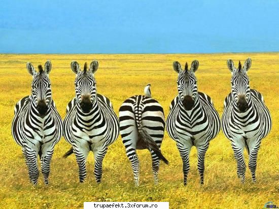 poze toata tot animal