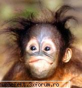 poze toata fapt iubita ionut