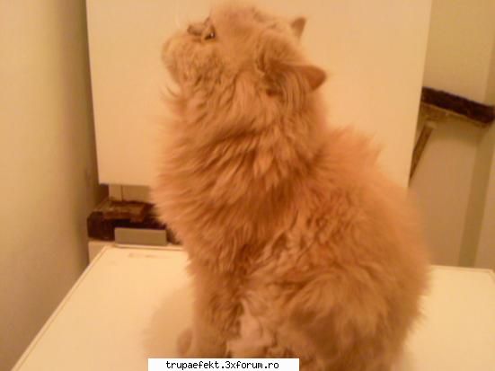 connection crew zuper pozele 100% respect din pct vedere pozelor schemelor din ele v-am pooooopat